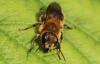 Osmia sp.